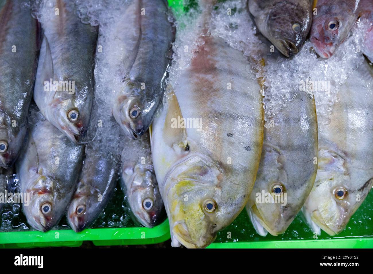 Frischer Salzwasserfisch auf Eis zum Verkauf im Seafood-Bereich des Central Market (Phsar Thmei), Phnom Penh, Kambodscha. Stockfoto