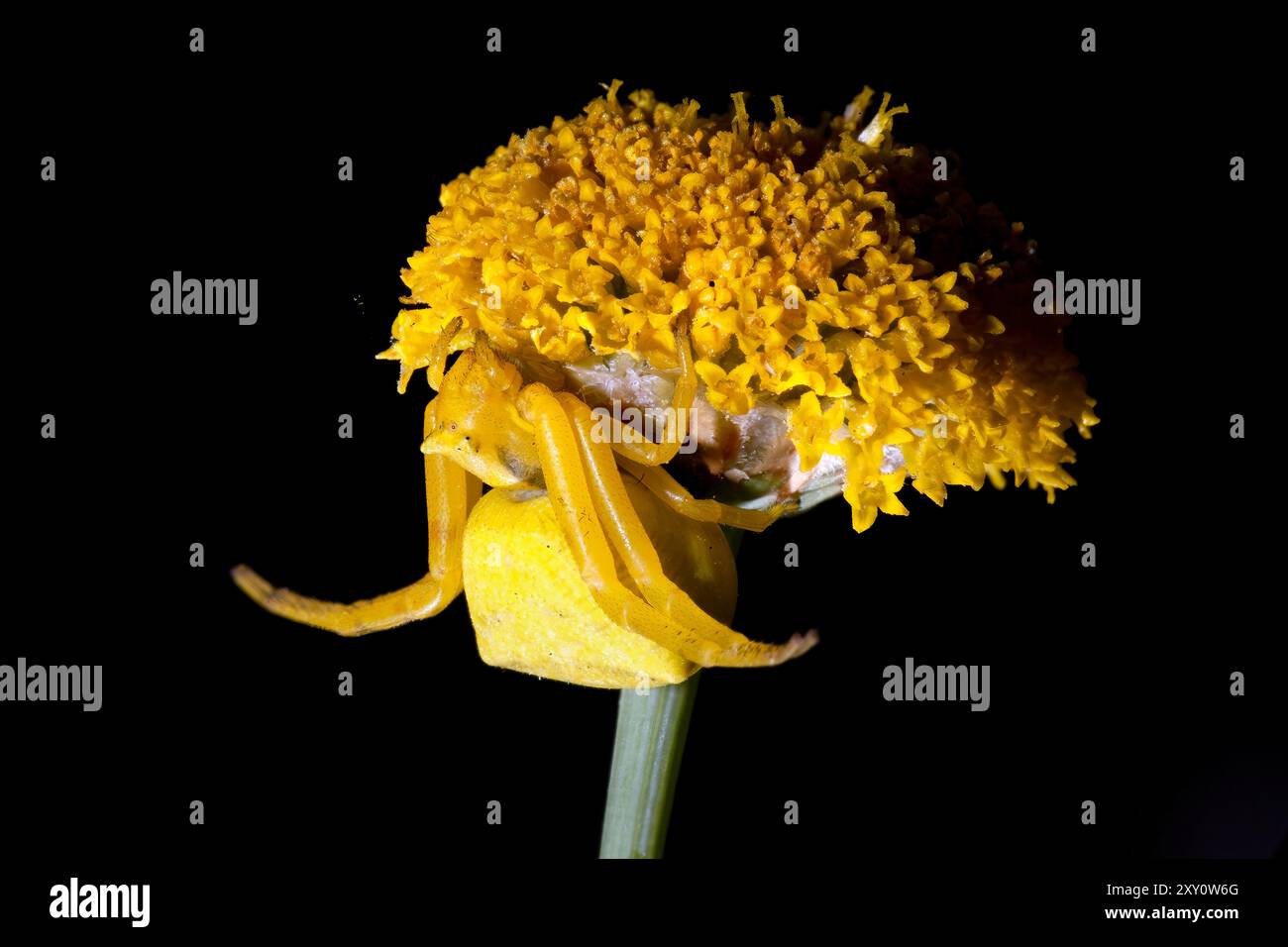 Nahaufnahme einer goldenen Krabbenspinne Misumena vatia, perfekt getarnt auf einer leuchtend gelben Blume, vor einem krassen schwarzen Hintergrund. Stockfoto