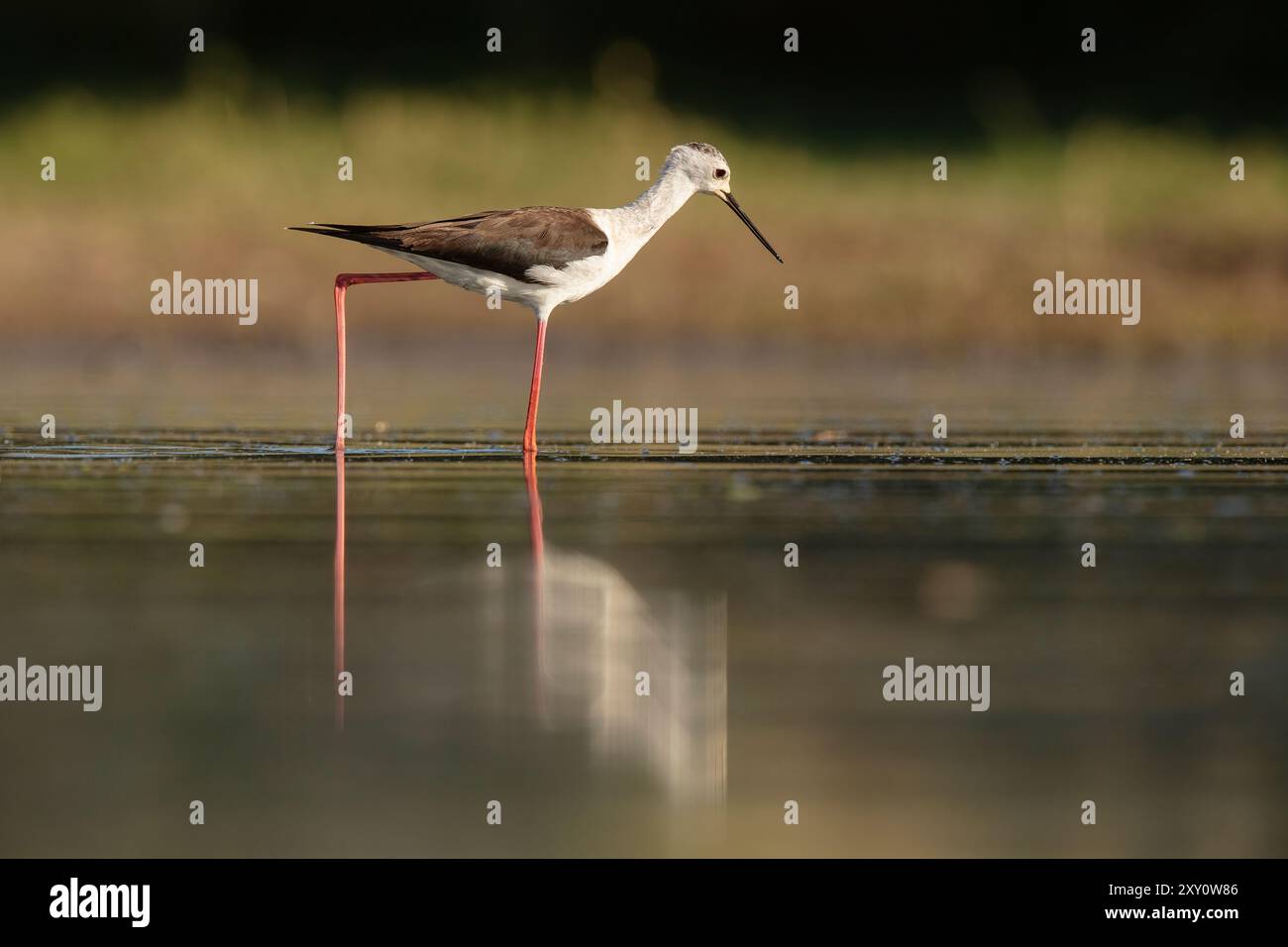 Ein ruhiges Bild einer schwarzgeflügelten Stelze, die während des frühen Morgenlichts in einem ruhigen Wasserkörper nach Nahrung sucht und Reflexionen gegen eine Natur erzeugt Stockfoto