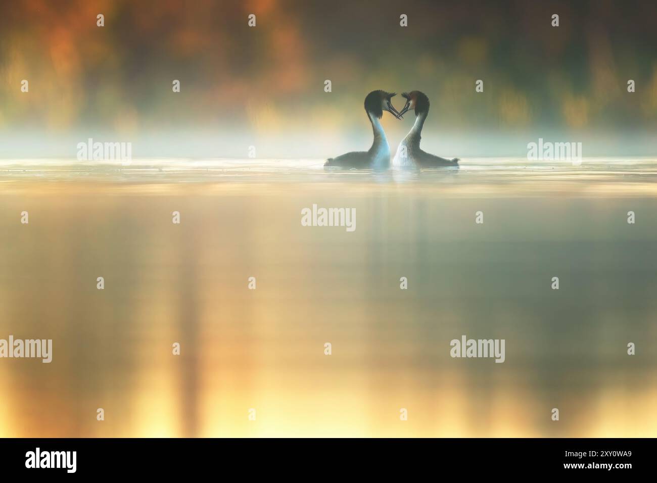 Zwei Großhaubenvögel, Podiceps cristatus, führen ein zärtliches Paarungsritual durch und bilden mit ihren Hälsen eine Herzform auf einem nebeligen See bei Sonnenaufgang Stockfoto