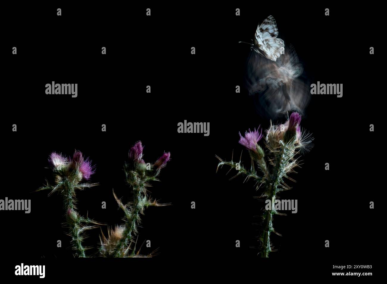 Eine schöne Kunstdarstellung eines Schmetterlings in verschwommener Bewegung, der anmutig lila Marienblumen vor dunklem Hintergrund besucht. Stockfoto