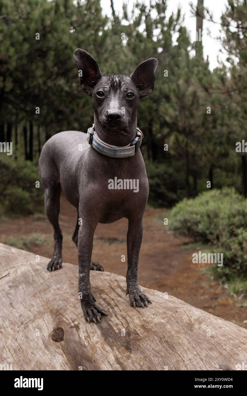 Ein Xoloitzcuintle-Hund steht selbstbewusst auf einem Holzstamm in einem dichten, regendurchdrungenen Wald und zeigt seinen schlanken, haarlosen Körper und seinen wachsamen Ausdruck Stockfoto