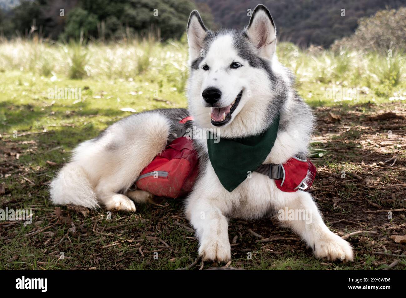 Ein fröhlicher sibirischer Husky, der ein grünes Bandana und einen roten Rucksack trägt, liegt draußen und zeigt ein großes Lächeln in einem grasbewachsenen Bereich, was den Genuss unterstreicht Stockfoto