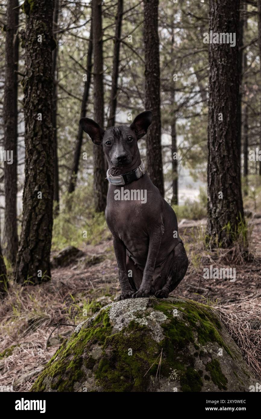 Ein Xoloitzcuintle-Hund stand anmutig auf einem moosbedeckten Felsen, umgeben von dichten Kiefern an einem bewölkten, regnerischen Tag, was an einen ruhigen und natürlichen geldautomaten erinnert Stockfoto