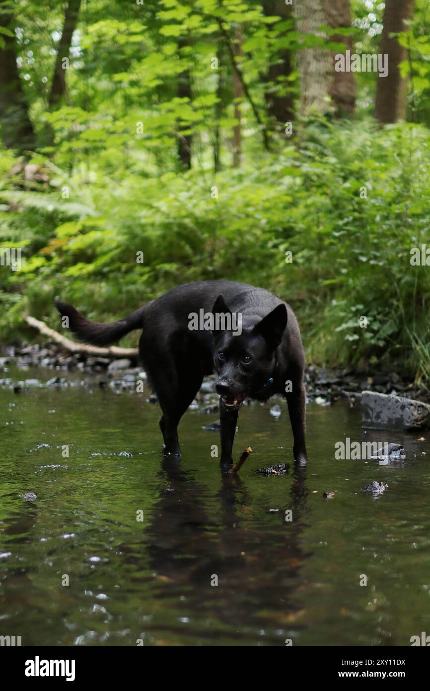 Black labrador Kreuzungen spazieren im Fluss. Es liegt mitten im Wald Stockfoto