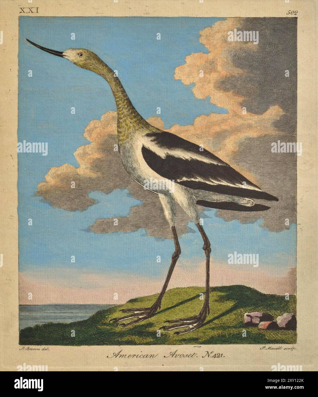 Amerikanischer Avocet. Vintage-farbige Illustration aus der arktischen Zoologie von Thomas Pennant um 1790er Jahre Stockfoto