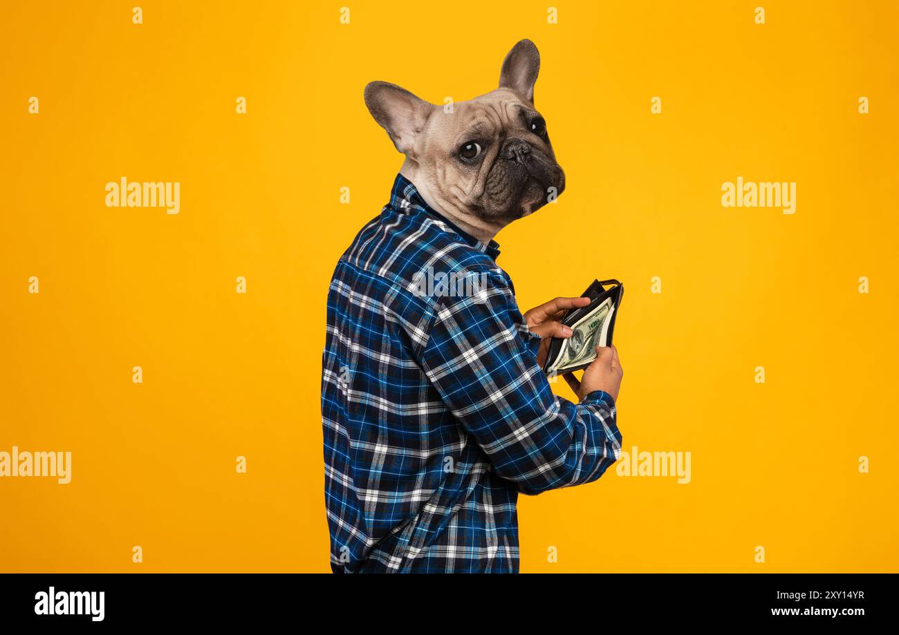 Eine französische Bulldogge mit einem Flanellhemd überprüft ihre Brieftasche Stockfoto