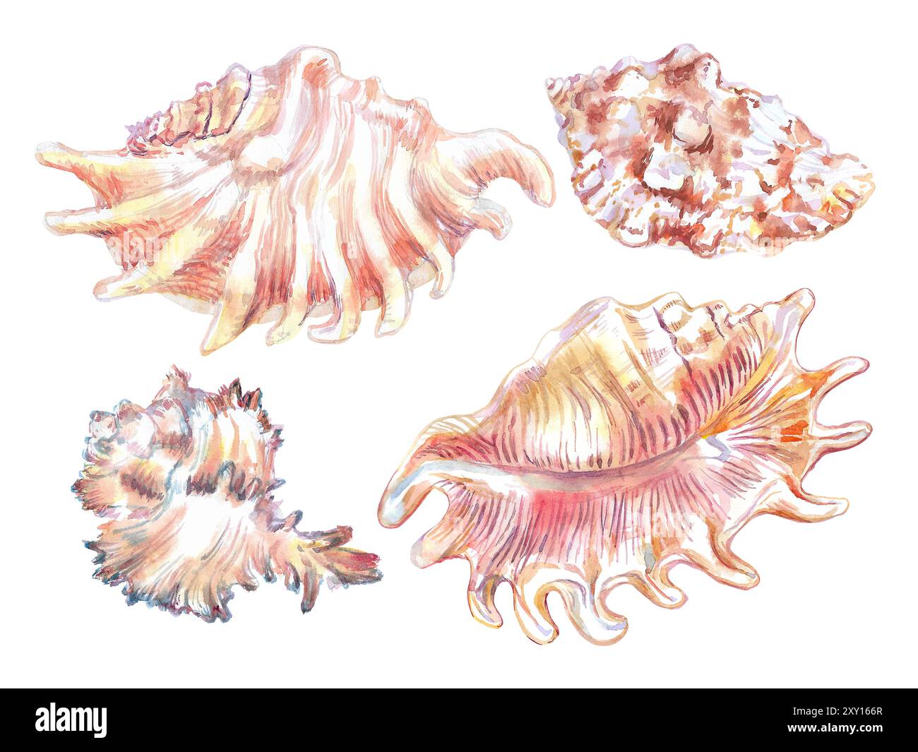 Muschelset aus Unterwasser-Muschelisolat in Aquarellfarbe. Skorpion Spinnenmuschel, Lambis Scorpius, flache, wellige Fächerform in zwei Bildwinkeln Stockfoto