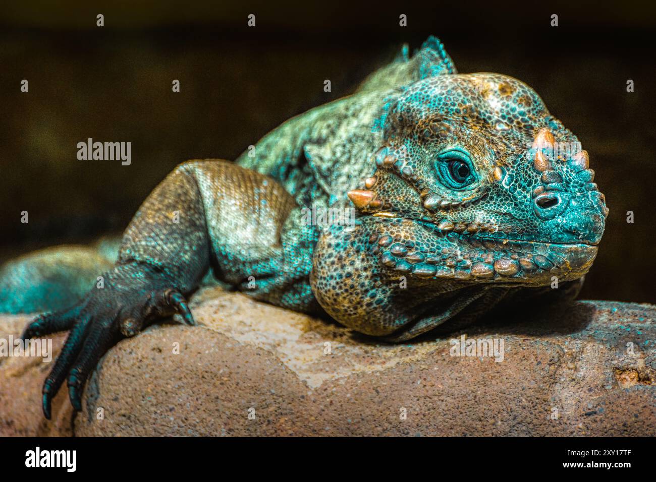 Einzelnes Chamäleon Porträt, Nahaufnahme Natur Tier, frontale Kopfaufnahme Stockfoto