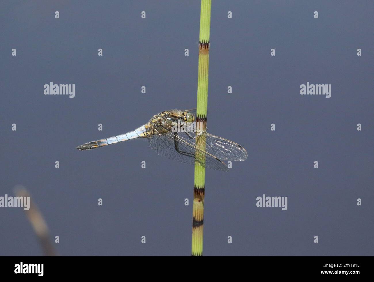 Skimmer Dragonfly, männlich - Orthetrum cancellatum, Somerset, UK Stockfoto