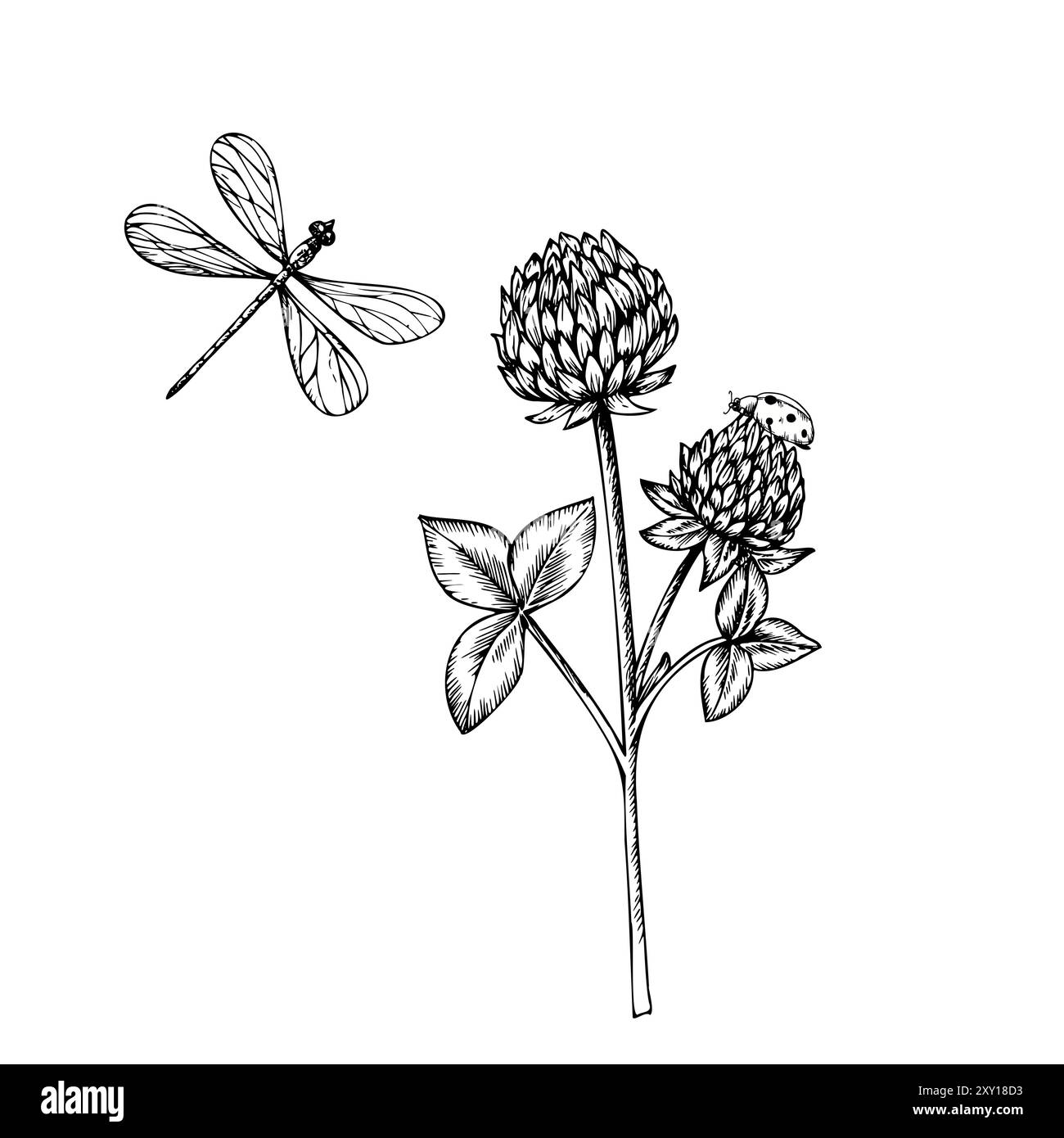 Vektor süße Marienkäfer, Libelle und Klee. Handbemalte Blume. Grafisches Blattbild isoliert auf Hintergrund. Botanische Illustration und Hochzeit. Für Stock Vektor