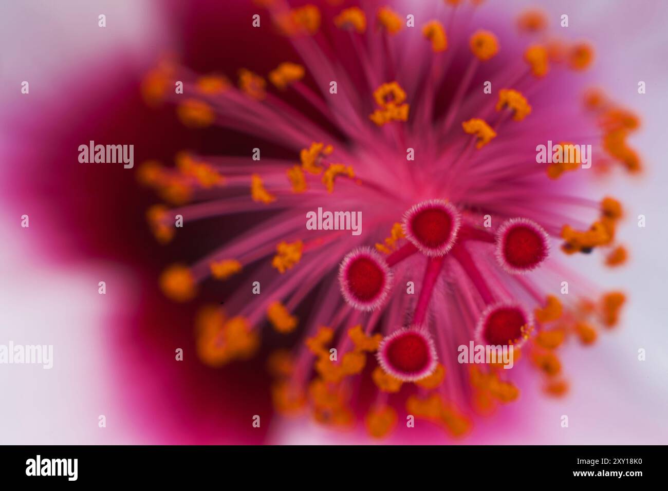 Intim Hibiscus 16134 Stockfoto