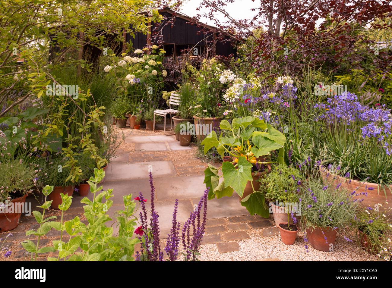 Ein Holzschuppen aus recycelten Materialien, umgeben von Buche und Topfpflanzen, darunter Hortensie arborescens „Annabelle“ und Agapanthus „La“ Stockfoto