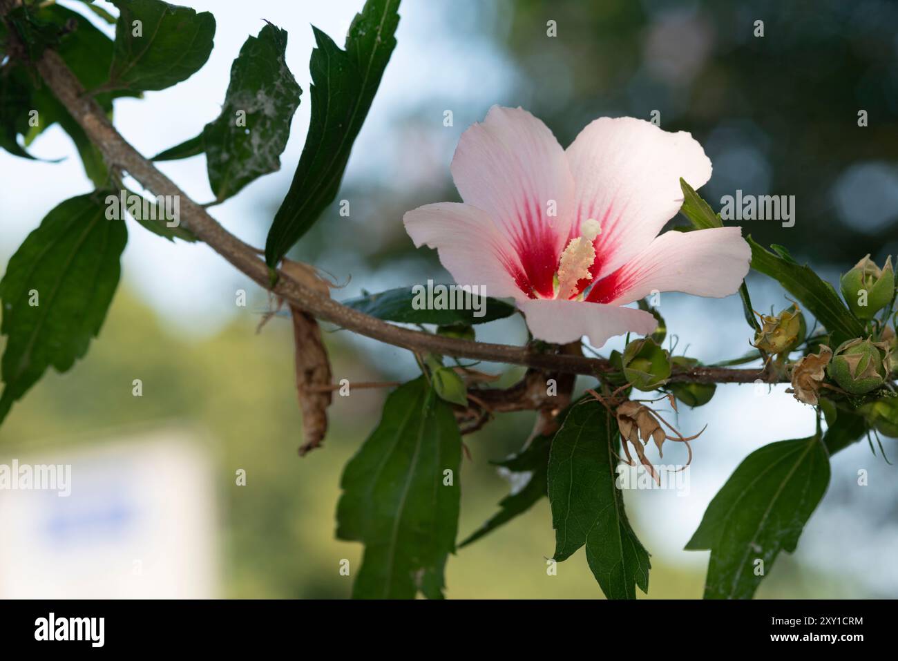Italien, Lombardei, Hibiskus Blumen, Hibiscus Syriacus, Rotes Herz Stockfoto