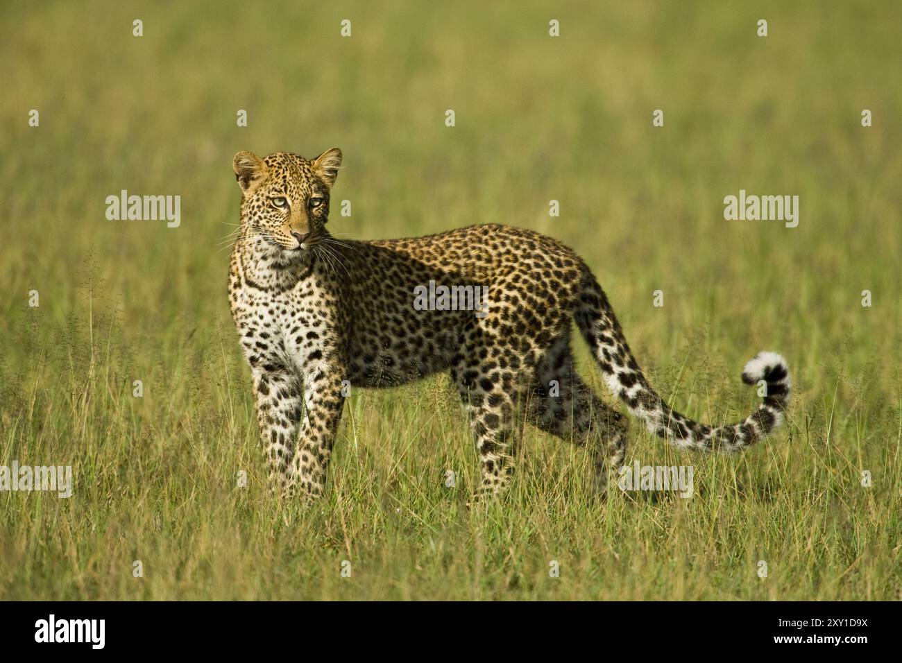 Leopard (Panthera Pardus) Stockfoto