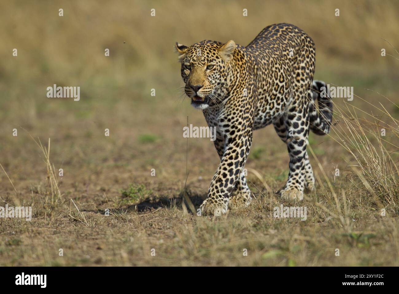 Leopard (Panthera Pardus) zu Fuß Stockfoto