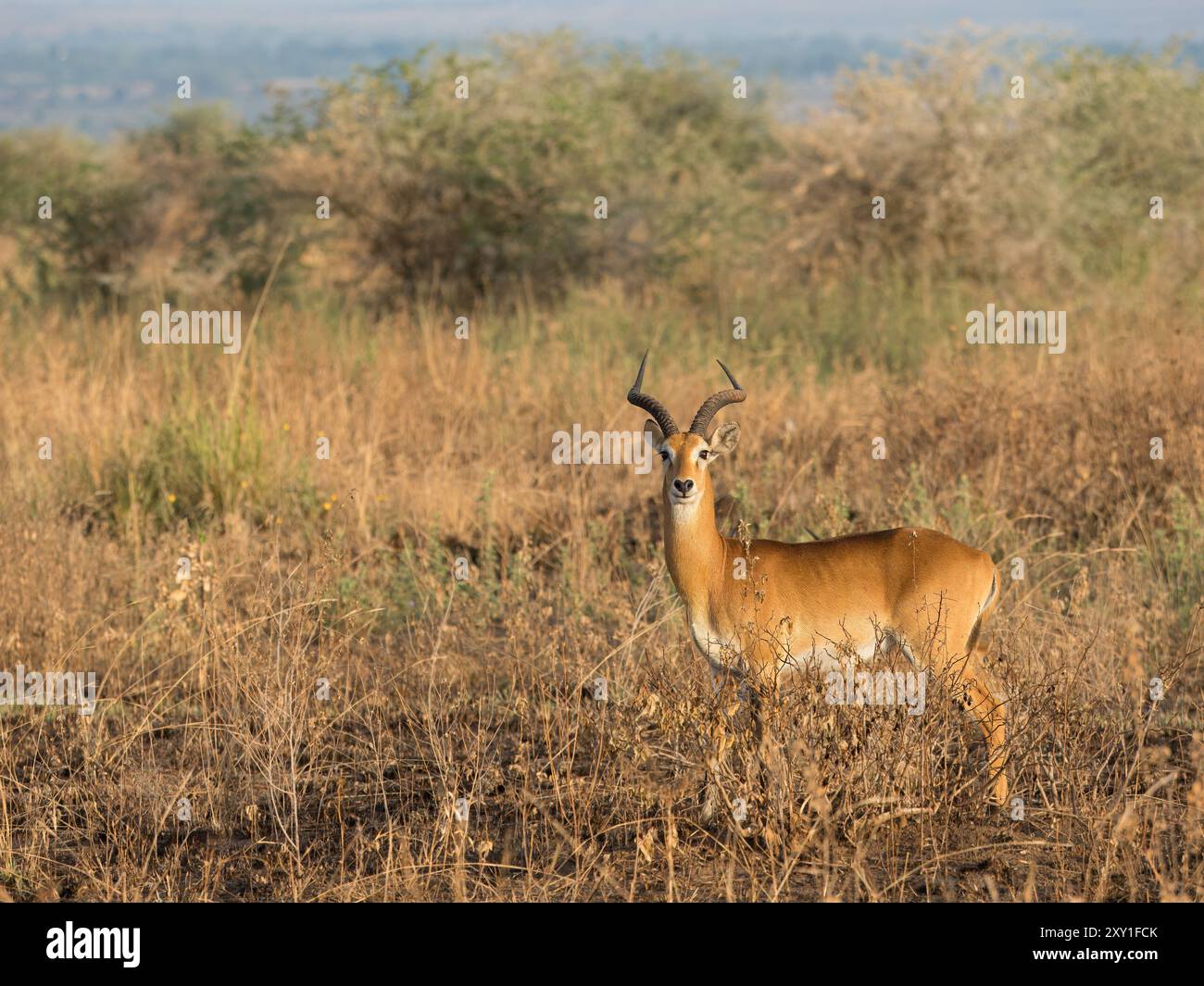 Ugandischer kob (Kobus kob thomasi), männlicher Ständer in Grasland/Busch, Murchison Falls National Park, Uganda Stockfoto