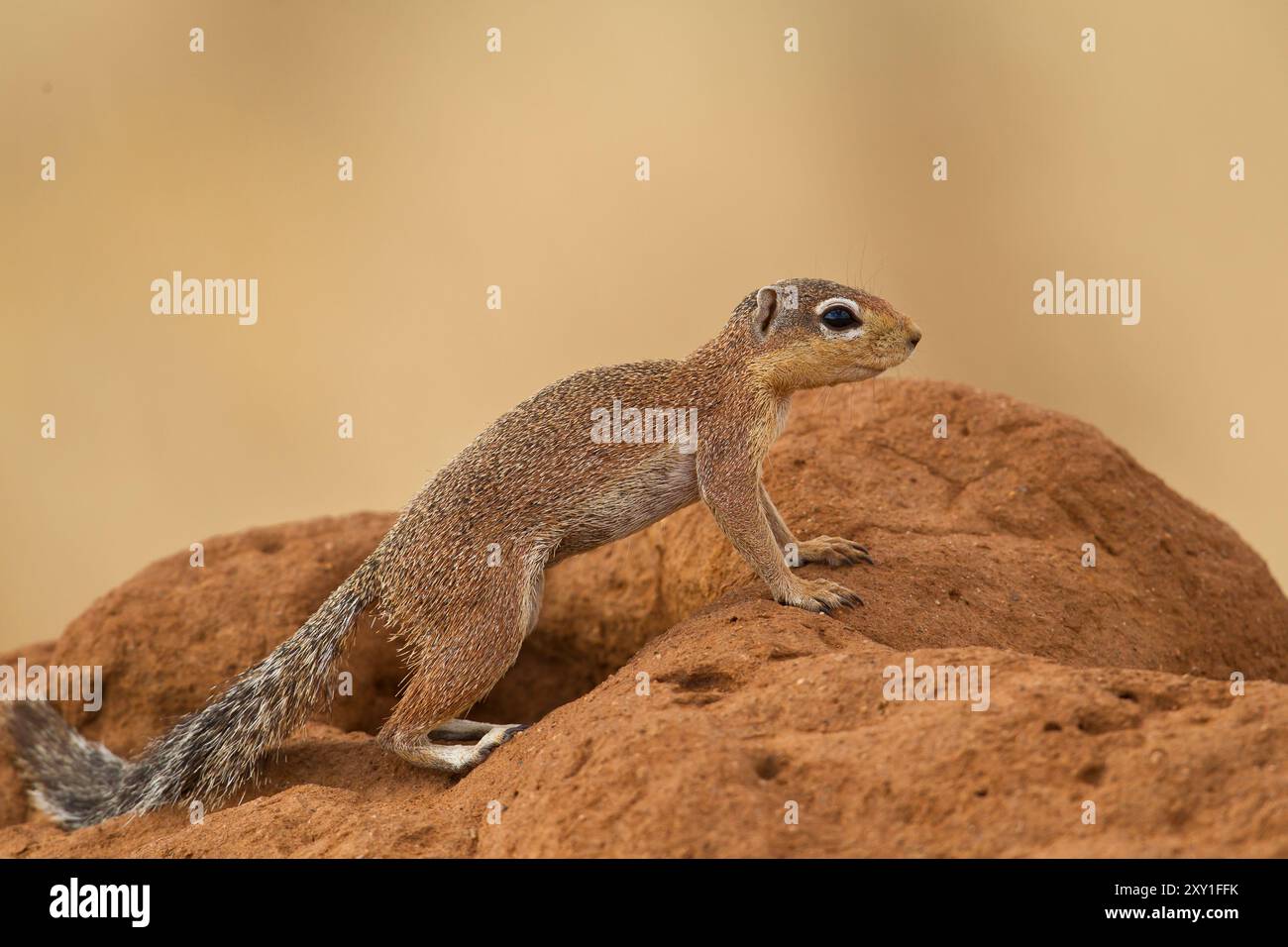 Ungestreiftes Bodenhörnchen (Xerus rutilus) in einer Höhle Stockfoto