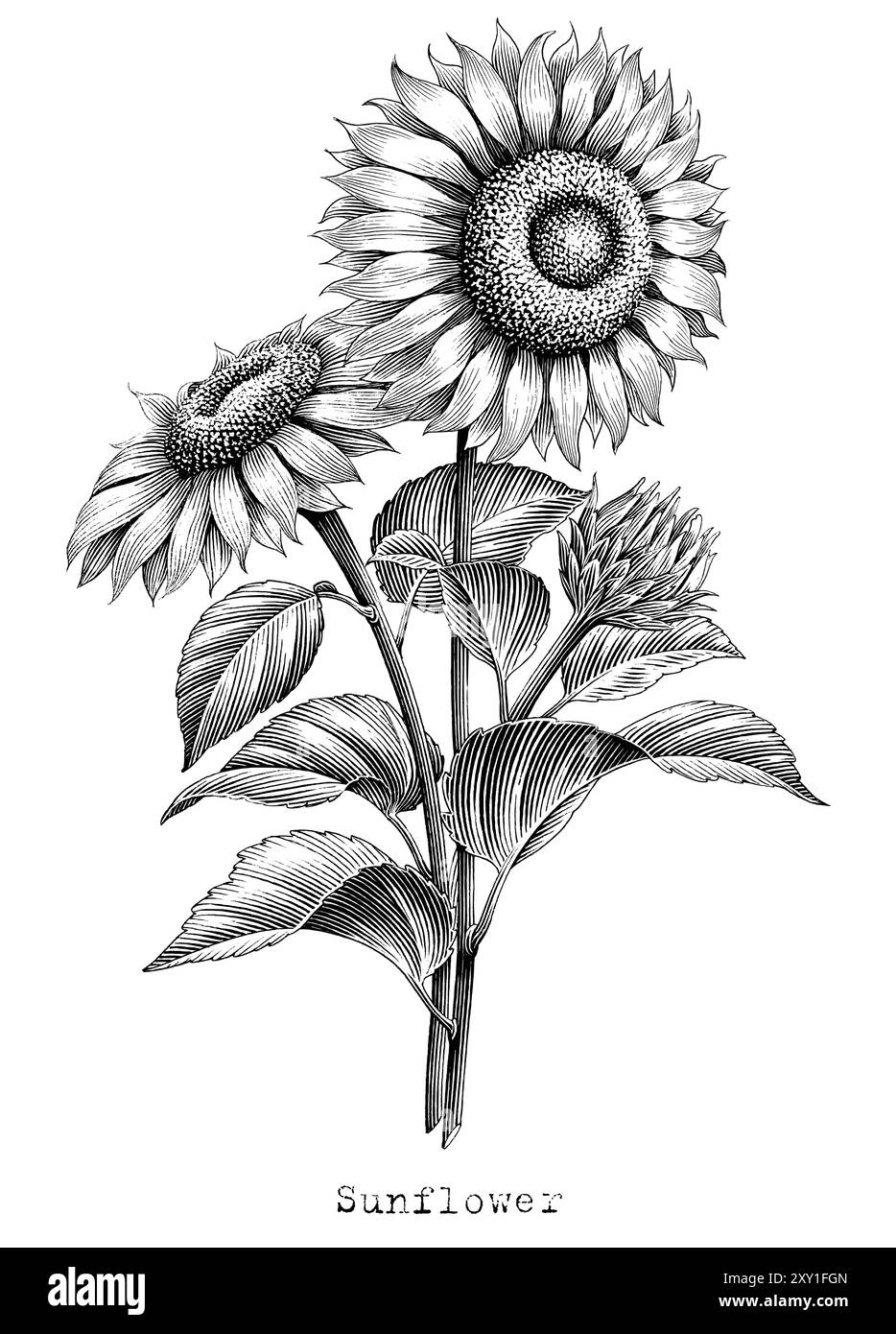 Botanische Sonnenblumenillustration Vintage-Stilstich schwarz-weiße Clip-Art Stock Vektor