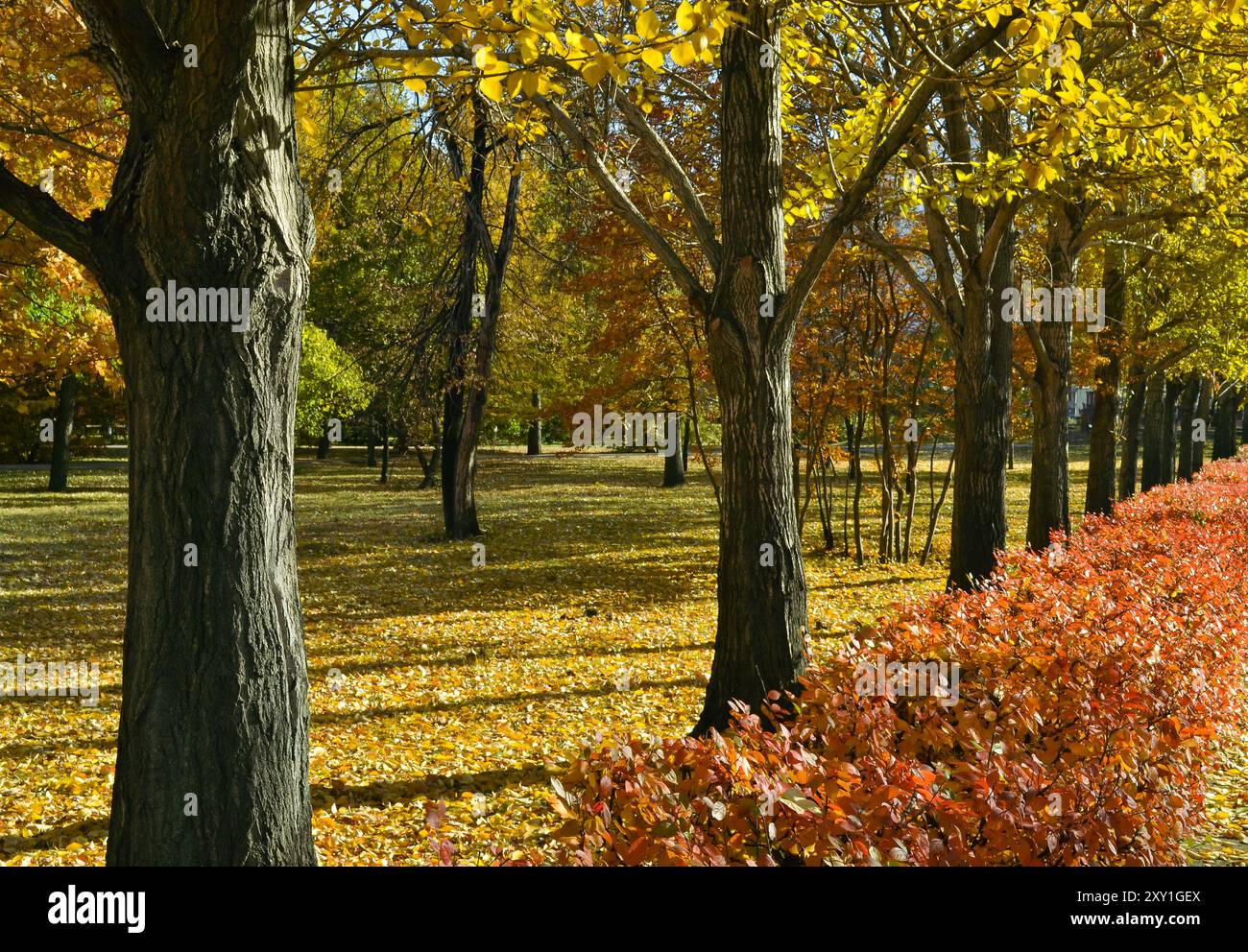 Eine Gasse mit Bäumen in einem bunten Herbstpark an einem sonnigen Tag Stockfoto