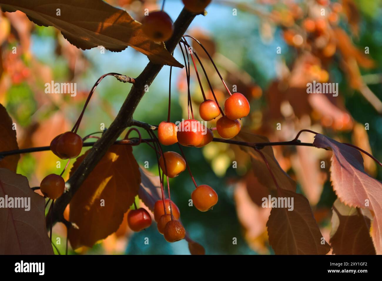 Nahaufnahme reifer Krabbenäpfel, sonnenbeleuchtet auf einem Baumzweig Stockfoto