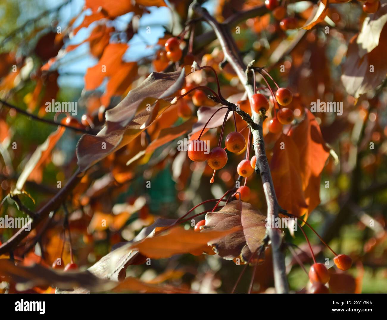 Reife Krabbenäpfel auf einem Baumzweig in Nahaufnahme Stockfoto