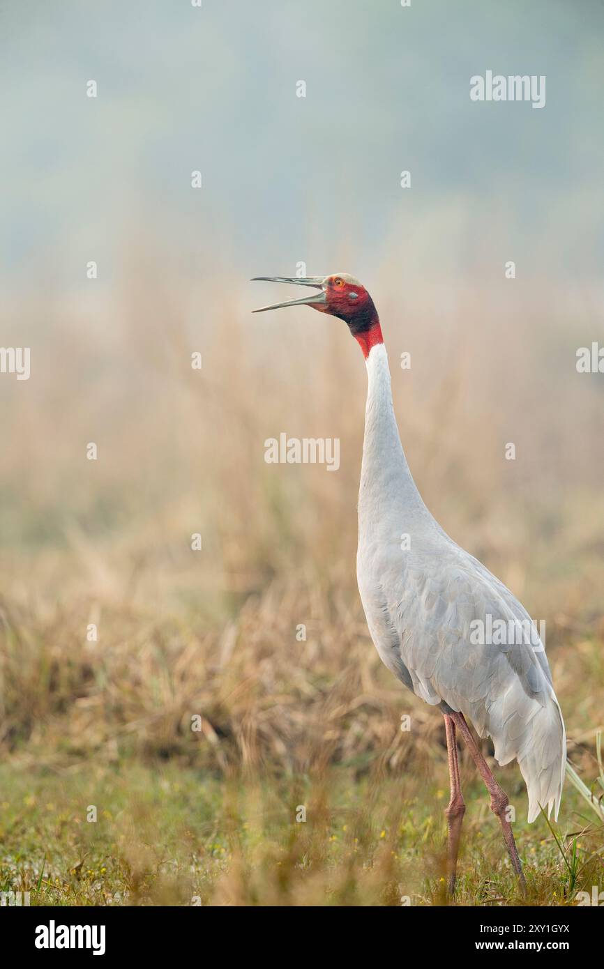 Sarus Crane (Grus antigone) ruft an Stockfoto