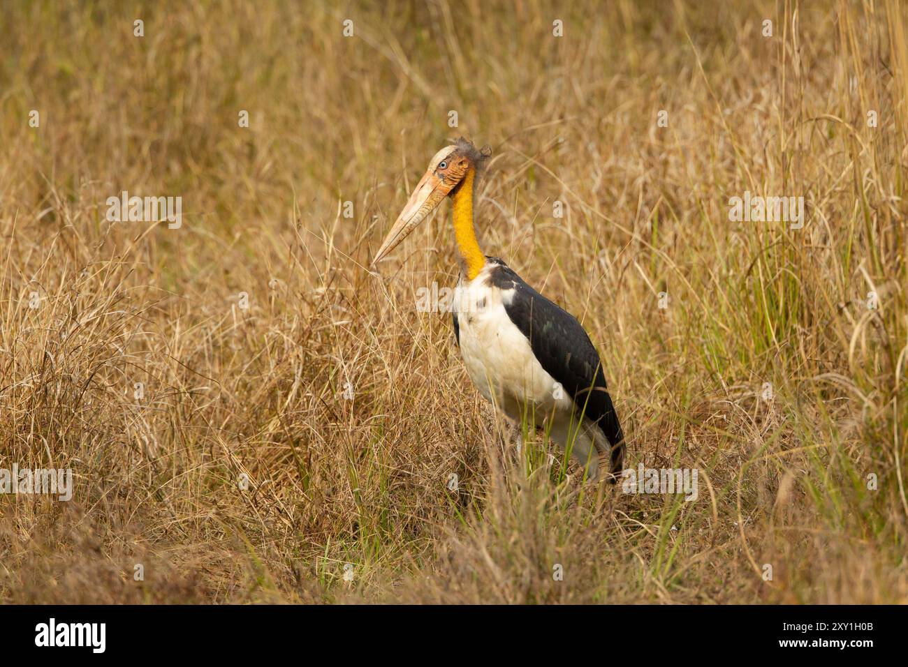 Sundamarabus (Leptoptilos javanicus) Stockfoto