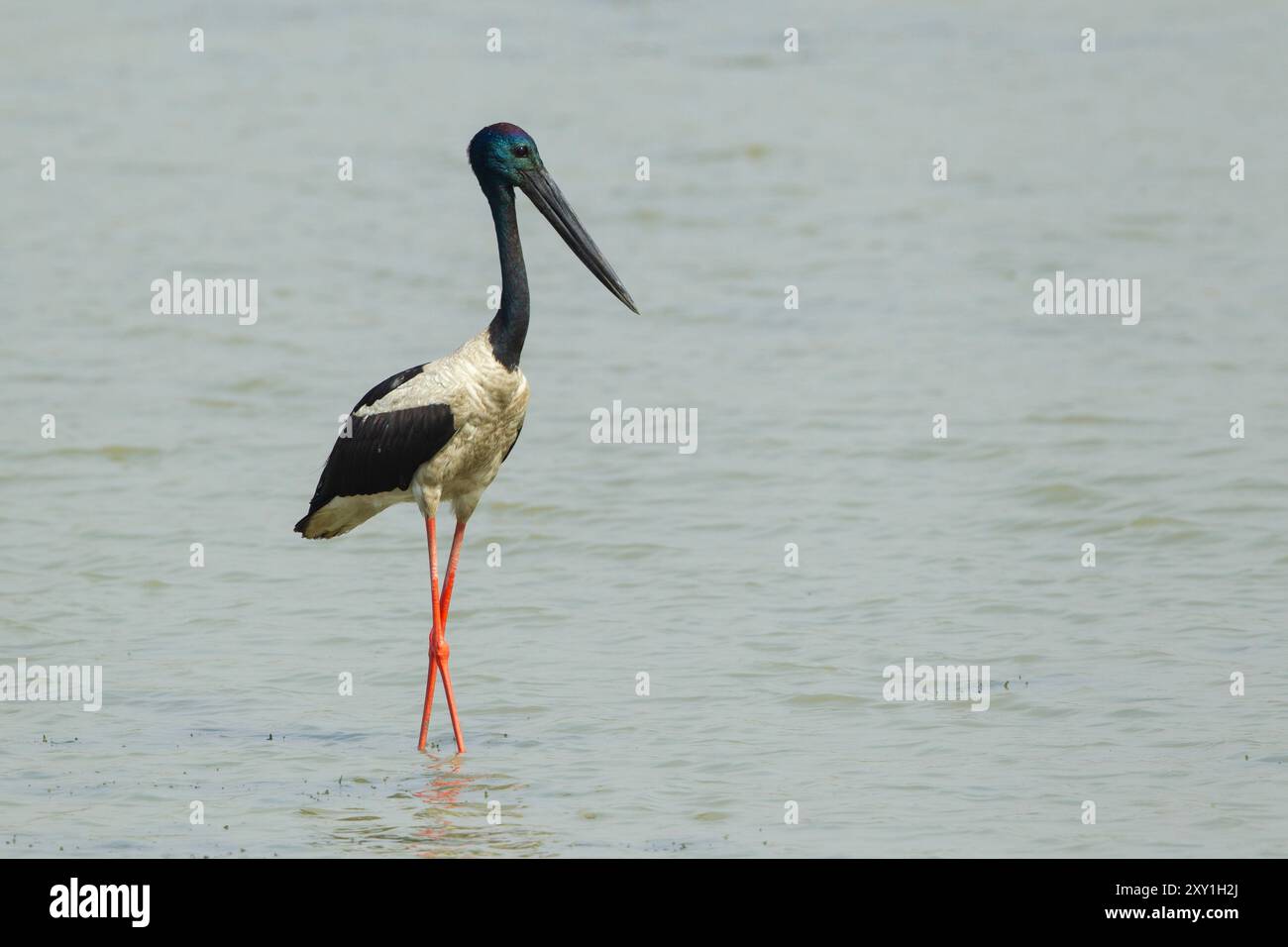 Schwarzhalsstorch (Ephippiorhynchus asiaticus) Wattwaten Stockfoto