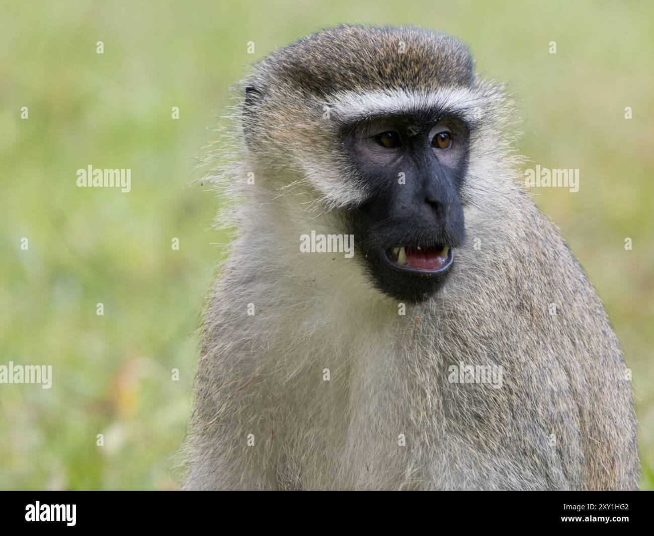 Grüner Eismeer (Chlorocebus sabaeus), der auf Gras sitzt, Mund offen gähnt, Entebbe Botanical Garden, Uganda Stockfoto