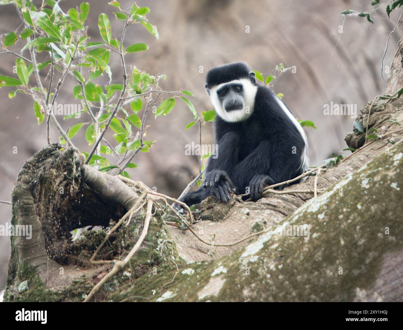 Schwarz-weißer Colobus-Affe (Colobus guereza) sitzt im Baum, botanischer Garten Entebbe, Uganda Stockfoto