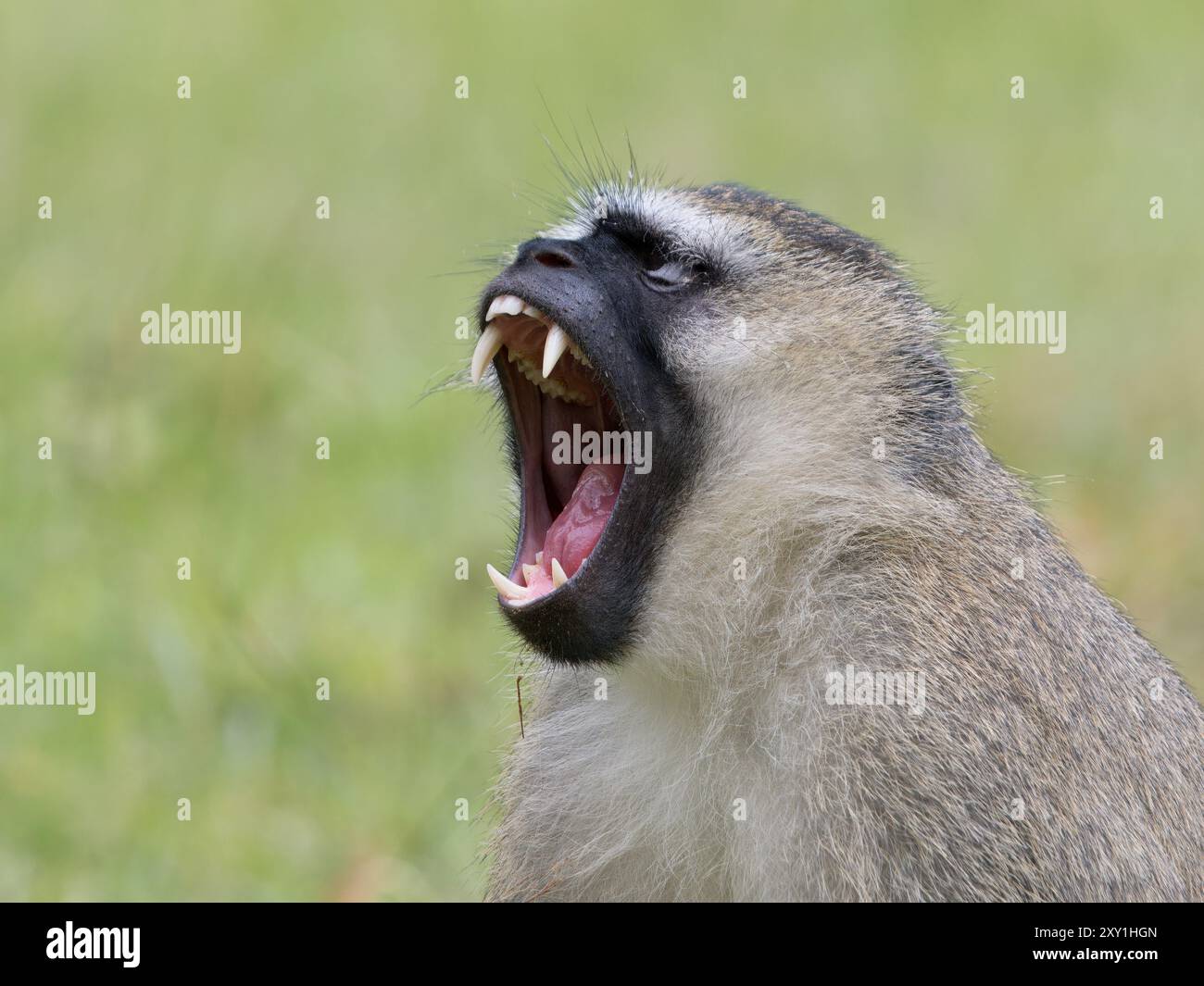Grüner Eismeer (Chlorocebus sabaeus), der auf Gras sitzt, Mund offen gähnt, Entebbe Botanical Garden, Uganda Stockfoto