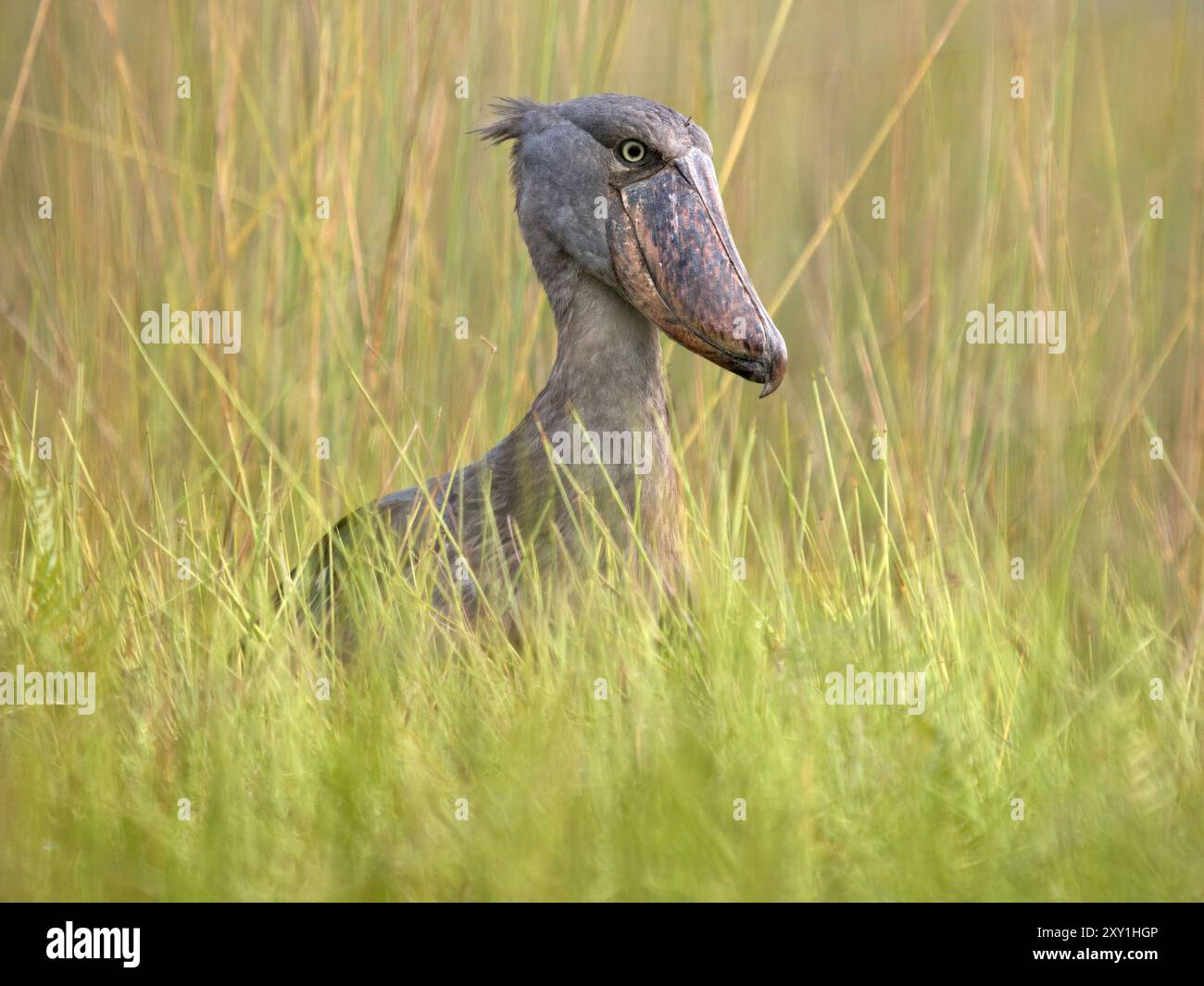 Der Shoebillstorch (Balaeniceps rex) steht in langem Gras, Mabamba Swamp, Lake Victoria, Uganda. Stockfoto