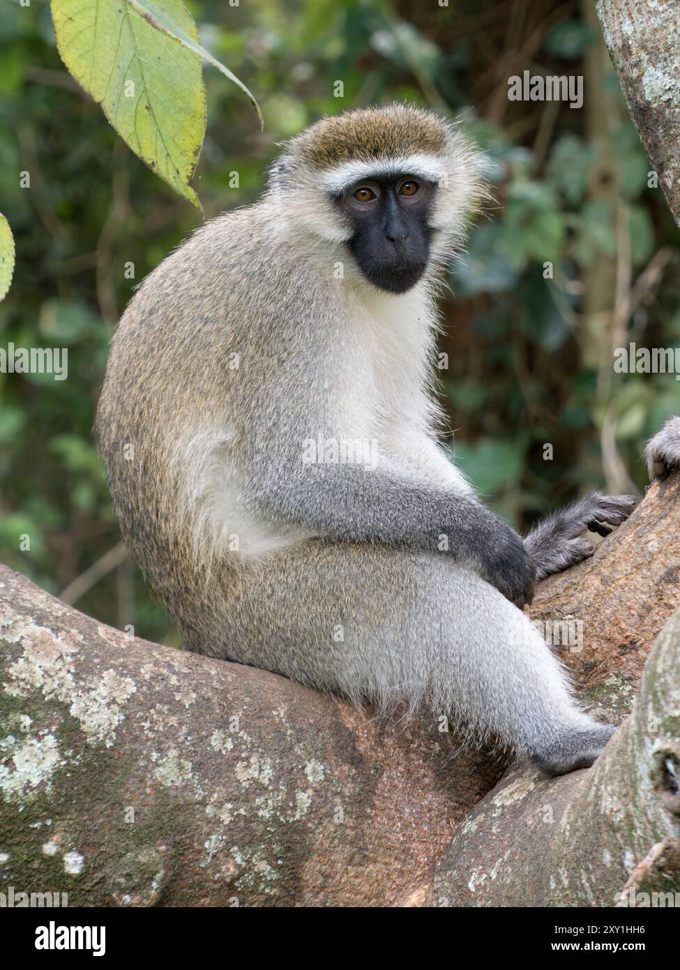 Grüner Eismeer (Chlorocebus sabaeus), der im Baum sitzt, Entebbe Botanical Garden, Uganda Stockfoto