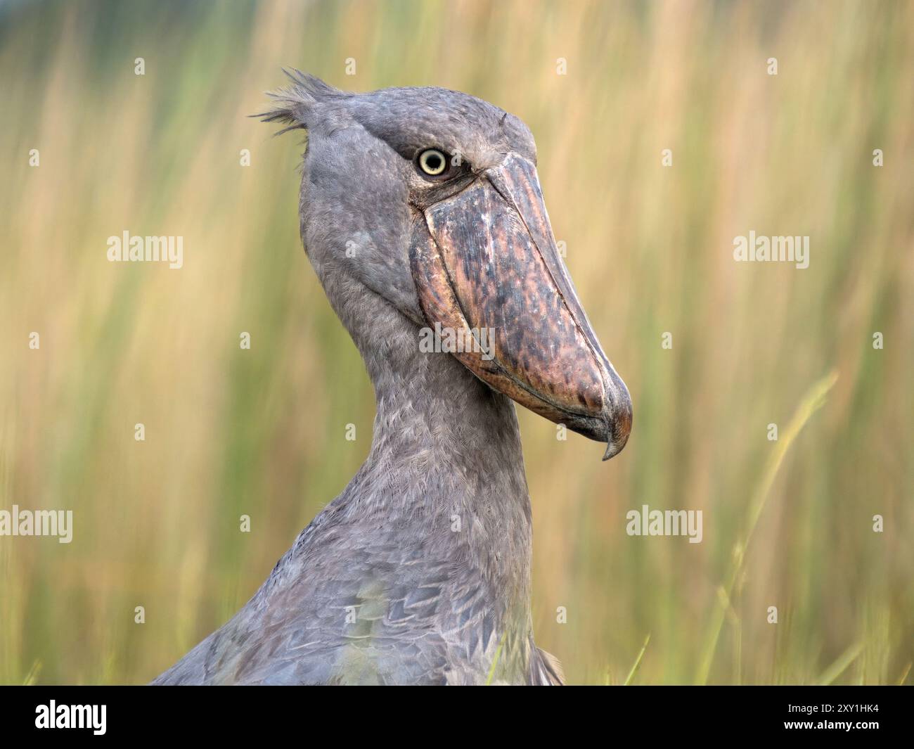 Der Shoebillstorch (Balaeniceps rex) steht in langem Gras, Mabamba Swamp, Lake Victoria, Uganda. Stockfoto