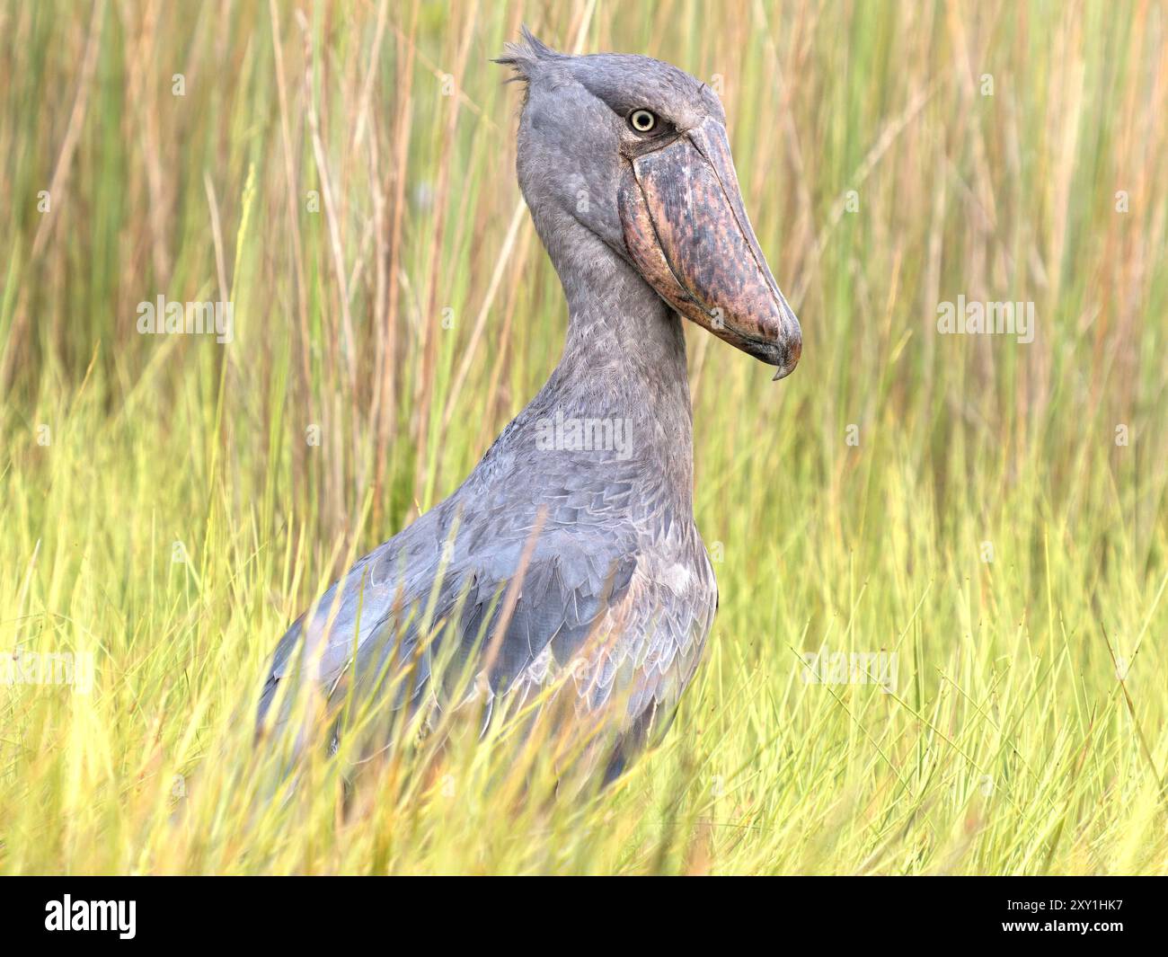 Der Shoebillstorch (Balaeniceps rex) steht in langem Gras, Mabamba Swamp, Lake Victoria, Uganda. Stockfoto