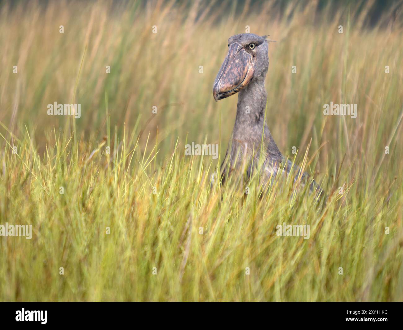 Der Shoebillstorch (Balaeniceps rex) steht in langem Gras, Mabamba Swamp, Lake Victoria, Uganda. Stockfoto