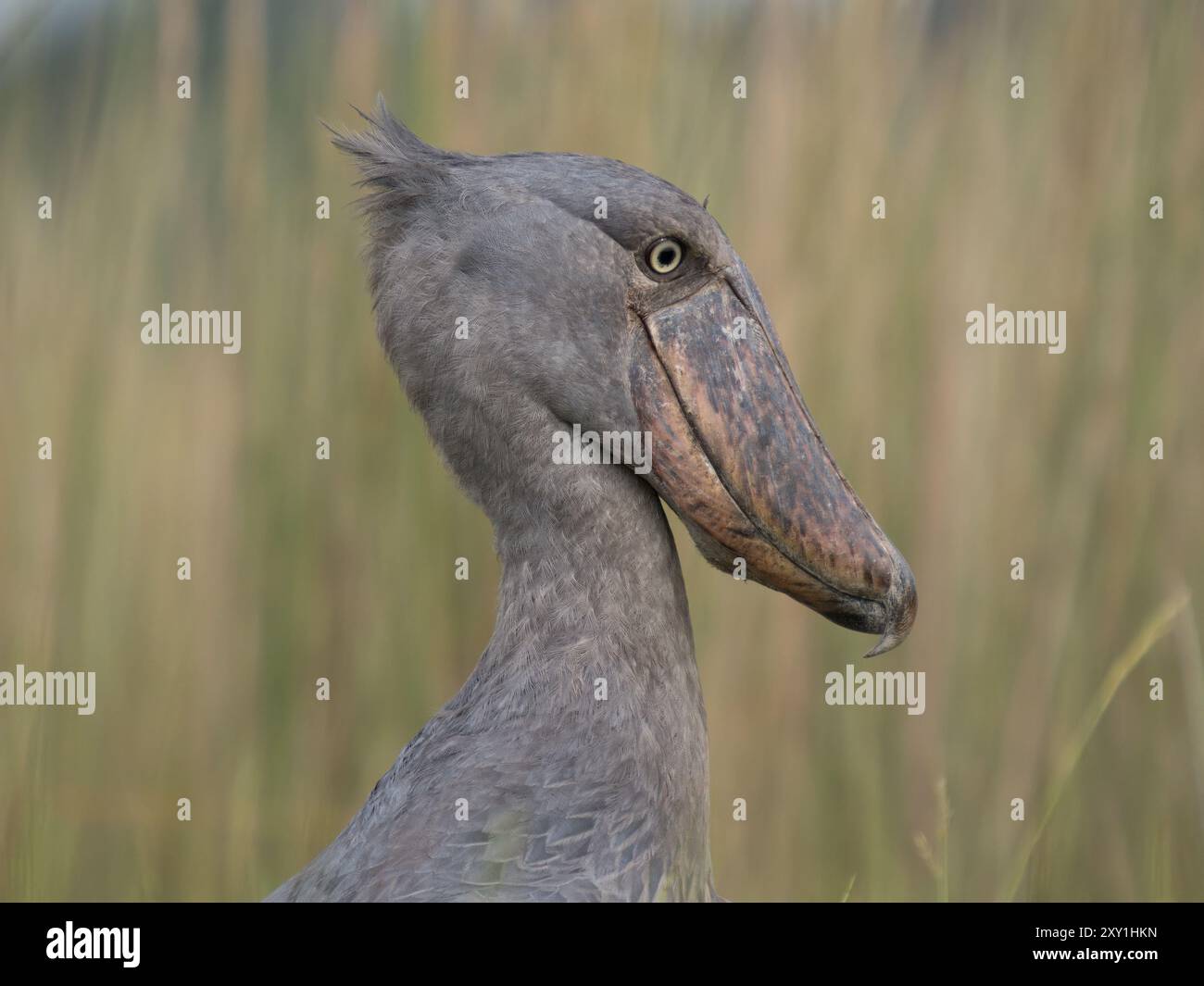 Der Shoebillstorch (Balaeniceps rex) steht in langem Gras, Mabamba Swamp, Lake Victoria, Uganda. Stockfoto