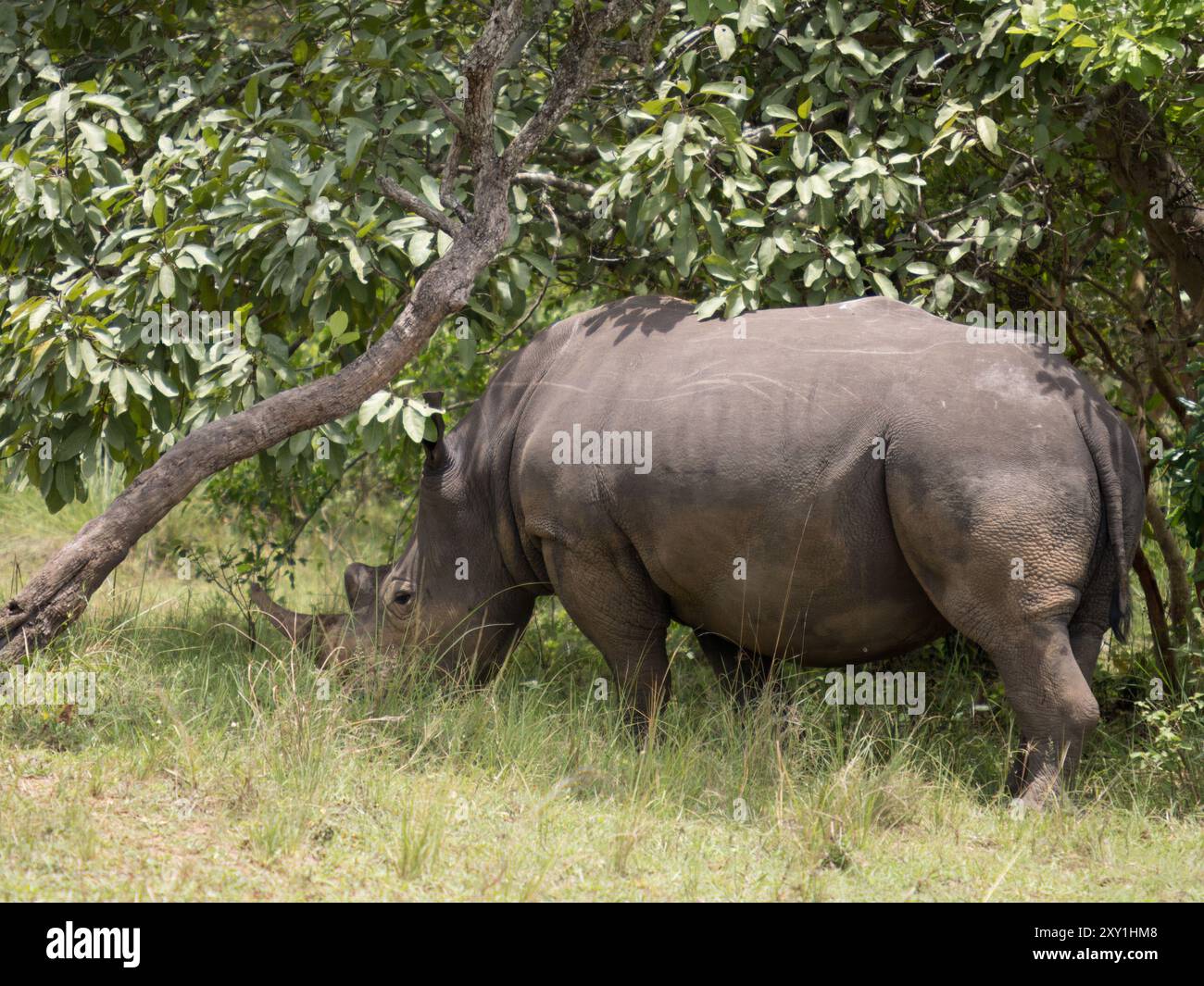 Nördliches Weißnashorn (Ceratotherium simum cottoni) weidet auf Grasland, Ziwa Rino Schutzgebiet, Uganda. Kritisch gefährdet. Stockfoto