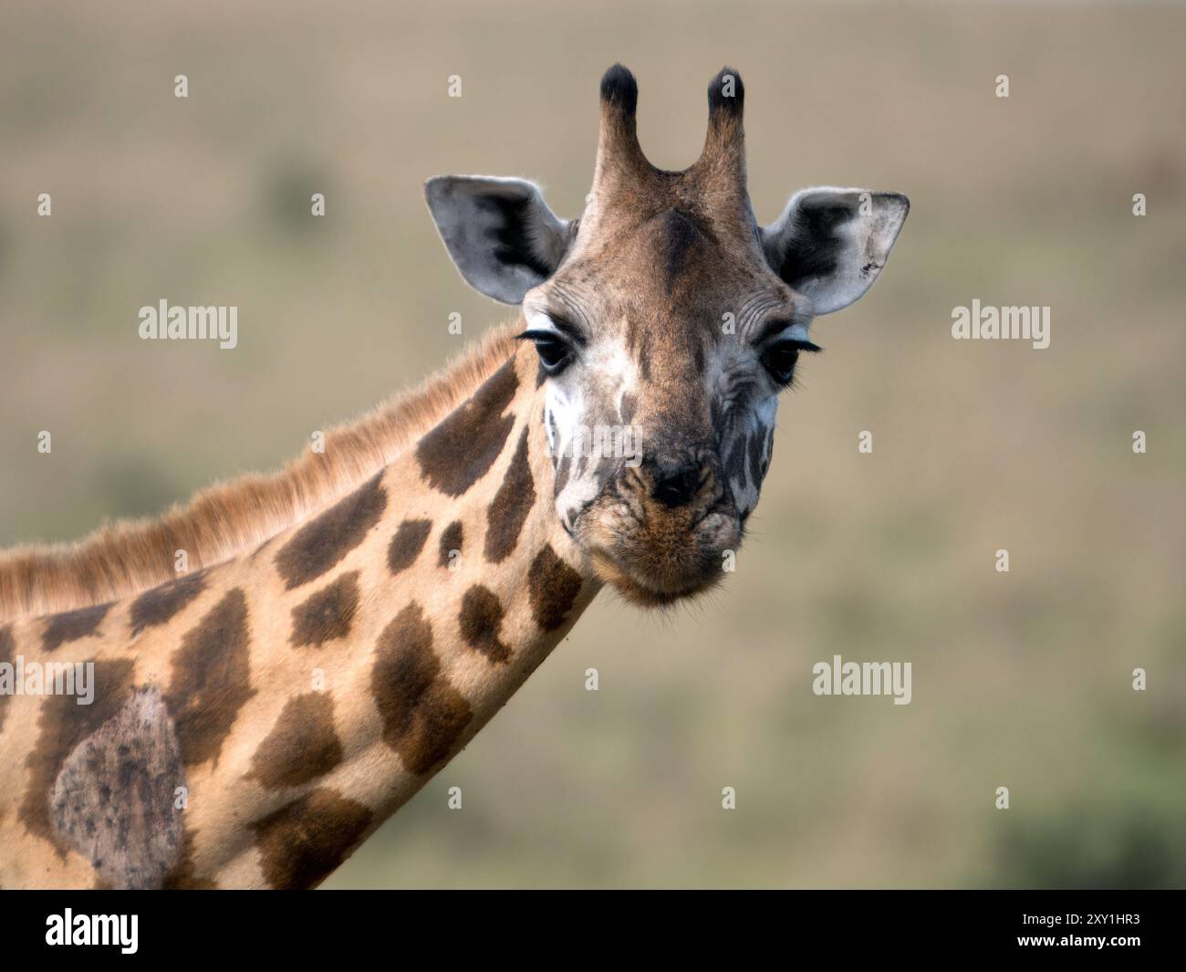 Rothschild's Giraffe (Giraffa camelopardalis rothschildi) im Grasland, Murchison Falls National Park, Uganda Stockfoto