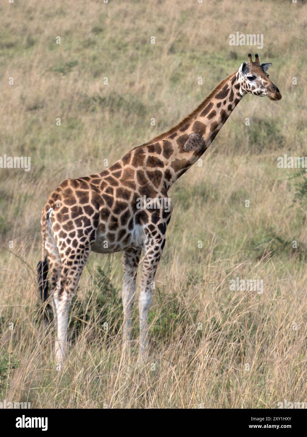 Rothschild's Giraffe (Giraffa camelopardalis rothschildi) im Grasland, Murchison Falls National Park, Uganda Stockfoto