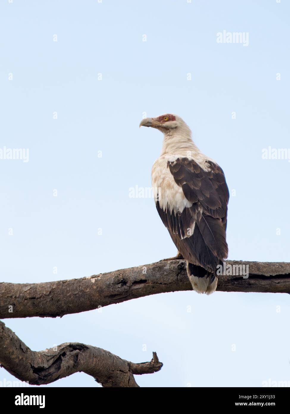 Palmennussgeier (Gypohierax angolensis) Murchison Falls National Park, Uganda Stockfoto