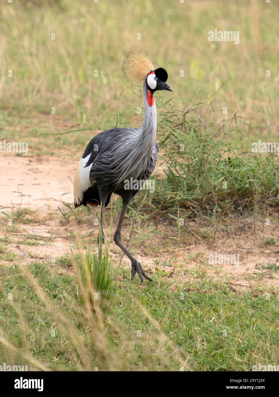 Crowned Crane (Balearica rugulorum) Walking, Murchison Falls National Park, Uganda Stockfoto