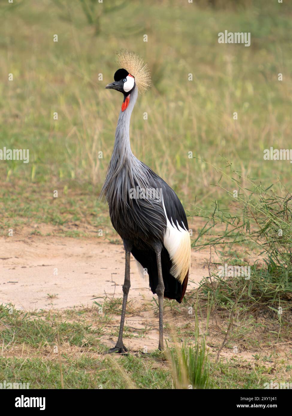 Crowned Crane (Balearica rugulorum) Walking, Murchison Falls National Park, Uganda Stockfoto