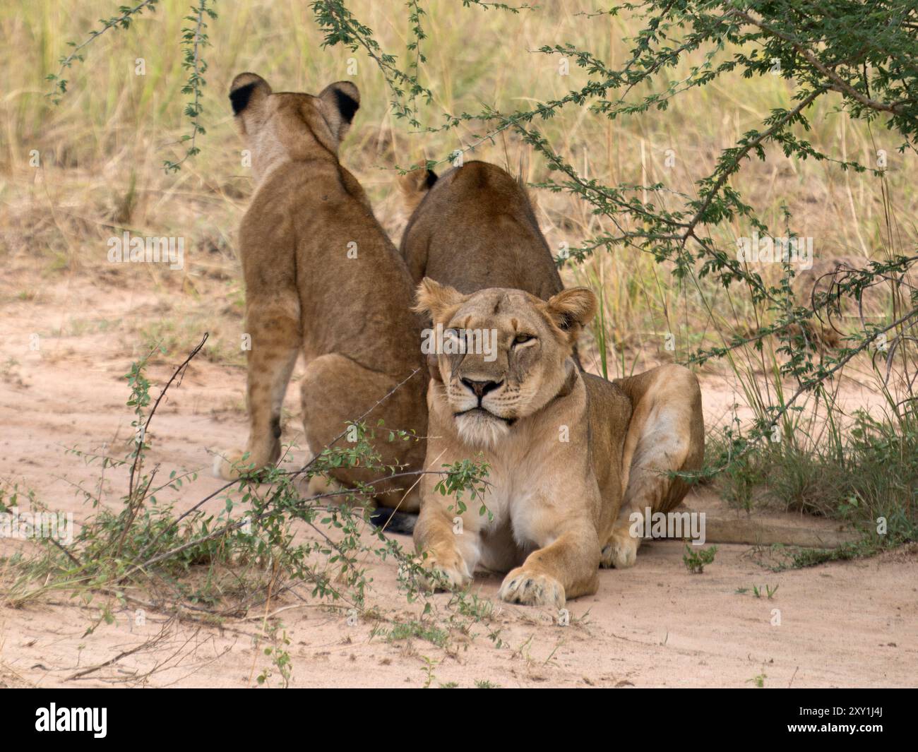 Afrikanischer Löwe (Panthera leo) Female, Murchison Falls National Park, Uganda Stockfoto