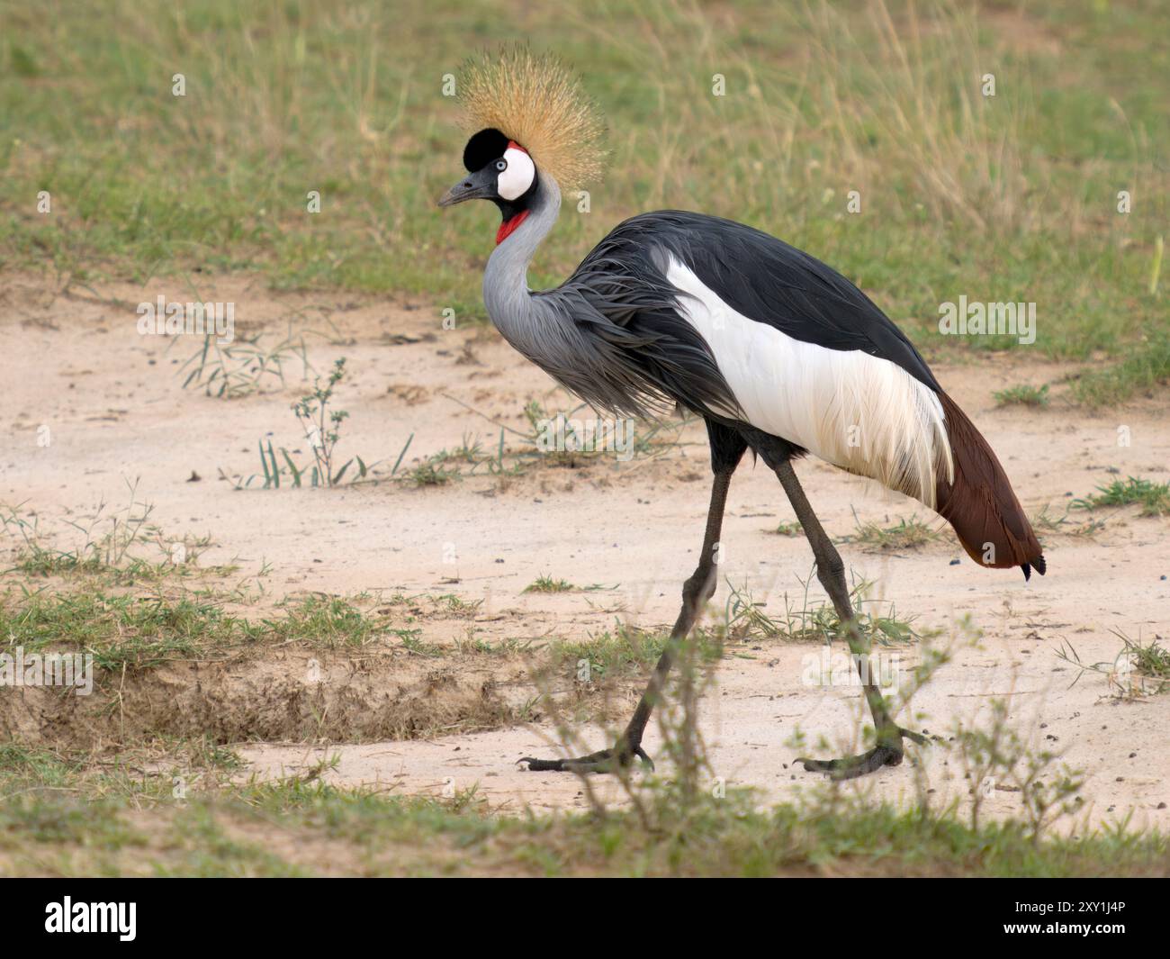 Crowned Crane (Balearica rugulorum) Walking, Murchison Falls National Park, Uganda Stockfoto