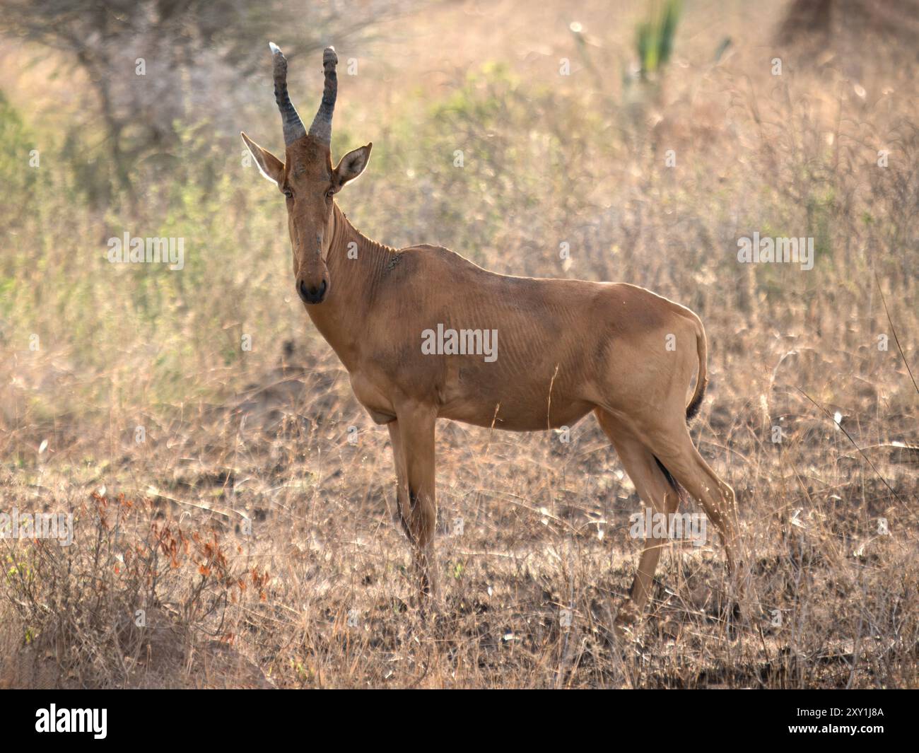 Jacksons Hartebeest (Alcelaphus buselaphus lelwel) steht im Grasland, Murchison Falls National Park, Uganda Stockfoto