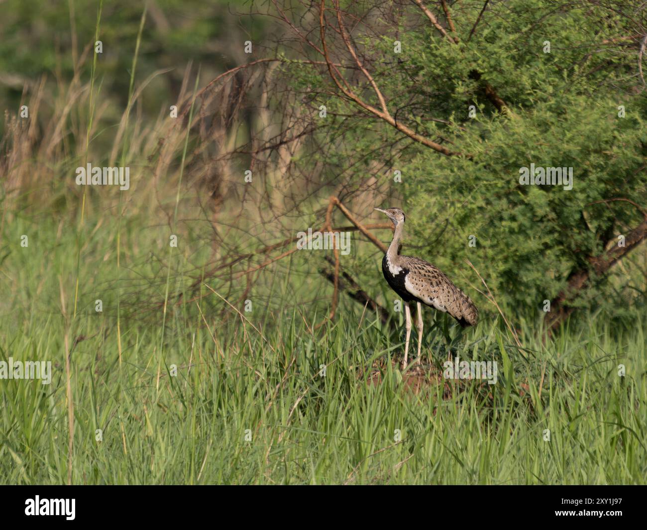 Schwarzbauchtrappe (Eupodotis melanogaster) Murchison Falls National Park, Uganda Stockfoto