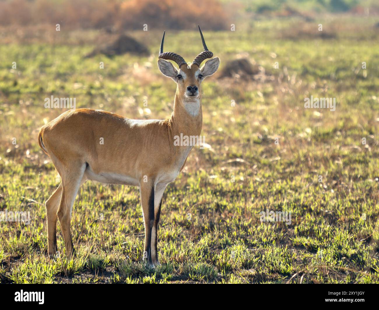 Ugandischer kob (Kobus kob thomasi), männliche Standin im Grasland, Queen Elizabeth National Park, Uganda Stockfoto