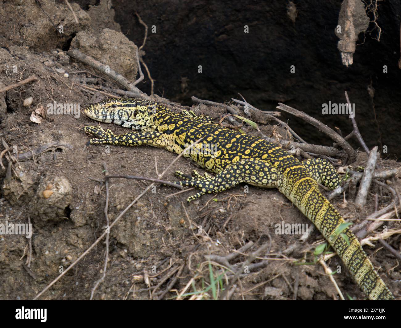 Nilmonitor (Varanus niloticus) liegt auf schlammigen Ufern, Wasserrändern, Kazinga Channel, Queen Elizabeth National Park, Uganda Stockfoto